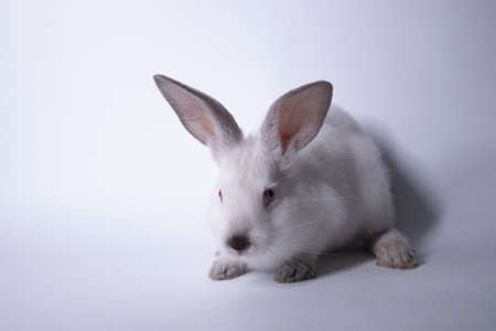white rabbit, bunny with red eyes on a white background. Isolated. Copy space. High quality photoの写真素材