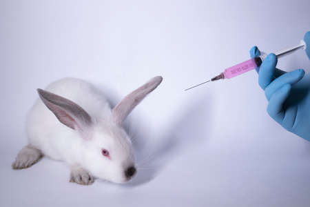 a hand in a blue medical glove injects a pink liquid into a frightened white bunny rabbit. High quality photoの写真素材