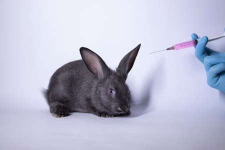 a hand in a blue medical glove injects a pink liquid into a frightened gray bunny rabbit. High quality photoの写真素材