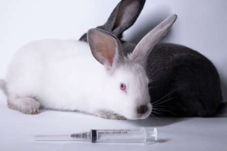 scared white and gray rabbits-bunnies near an injection-syringe. copy space. veterinary, experiments, cosmetics concept. High quality photoの写真素材