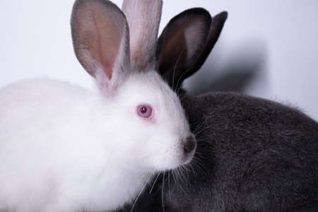 gray and white rabbits, bunnies on a white background. Isolated. Copy space. High quality photoの写真素材