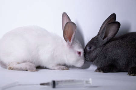 scared white and gray rabbits-bunnies near an injection-syringe. copy space. veterinary, experiments, cosmetics concept. High quality photoの写真素材
