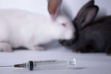 scared white and gray rabbits-bunnies near an injection-syringe. copy space. veterinary,...
