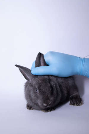 a hand in a blue medical glove holds a frightened gray bunny rabbit. copy space. veterinary, experiments, cosmetics concept. High quality photoの写真素材