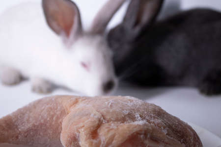 gray and white rabbits-bunnies scared near a raw piece of meat. copy space. Meat, culinary,...