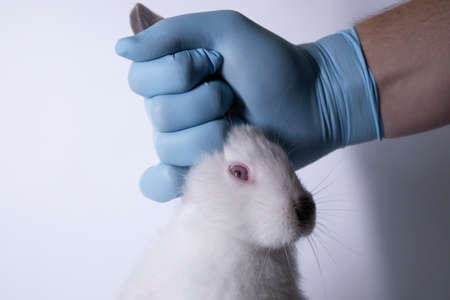a hand in a blue medical glove holds a frightened white bunny rabbit. copy space. veterinary,...