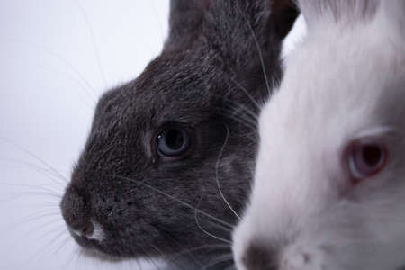 gray and white rabbits, bunnies on a white background. Isolated. Copy space. High quality photoの写真素材