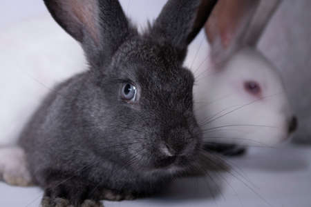 gray and white rabbits, bunnies on a white background. Isolated. Copy space. High quality photoの写真素材