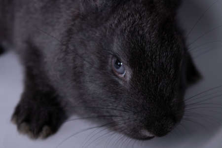 gray rabbit, bunny on a white background. Isolated. Copy space. High quality photo