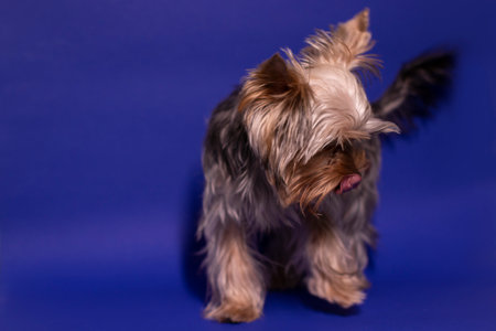 Yorkshire Terrier puppy on colorful blue background. pet, animal, purebred. copy spaceの写真素材