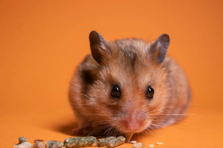 brown hamster mouse eating food for rodents isolated on orange background. pest, petの写真素材