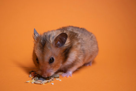 brown hamster mouse eating food for rodents isolated on orange background. pest, petの写真素材
