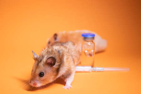 two hamsters-mouse, brown and beige, near medical syringe with a needle and bottle-phial isolated on...