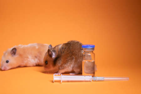 two hamsters-mouse, brown and beige, near medical syringe with a needle and bottle-phial isolated on orange background. medical experiments, tests on mice. veterinary. vaccine development. copy spaceの写真素材
