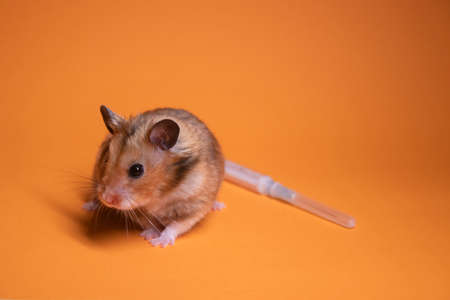 brown hamster - mouse near medical syringe with a needle isolated on orange background. medical experiments, tests on mice. copy space. veterinaryの写真素材