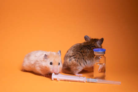 two hamsters-mouse, brown and beige, near medical syringe with a needle and bottle-phial isolated on orange background. medical experiments, tests on mice. veterinary. vaccine development. copy spaceの写真素材
