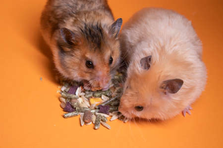 two, brown and beige, hamsters mouses eating food for rodents isolated on orange background. pest, petsの写真素材