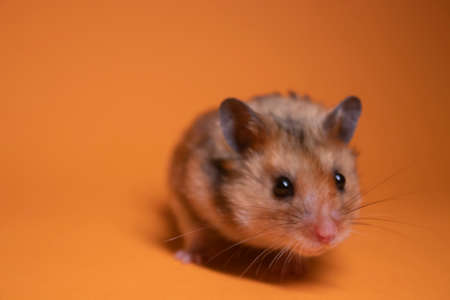 brown hamster mouse isolated on orange background. pest, petの写真素材