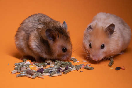 two, brown and beige, hamsters mouses eating food for rodents isolated on orange background. pest, petsの写真素材
