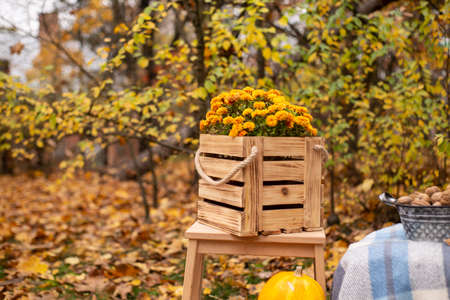 autumn photozone. fall decorations. plaid, pumpkins, hay, flowers, leaves and walnuts. in the...