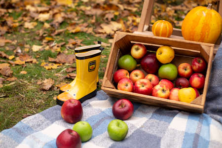 autumn photozone. fall decorations. plaid, pumpkins, apples, hay and leaves. in the forest. banner...
