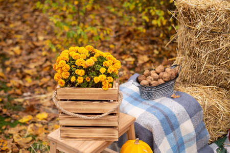 autumn photozone. fall decorations. plaid, hay, flowers, leaves and walnuts. in the forest. banner...