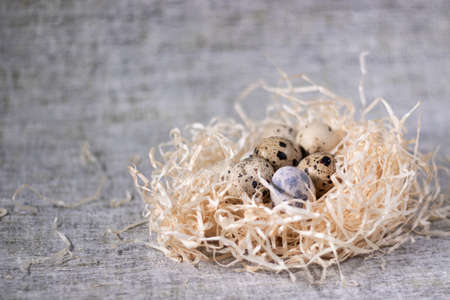 composition of quail eggs in a nest of dry grass or Wheat, oats, millet. Healthy food concept. with free space for text advertising of food or restaurant menu design.の写真素材