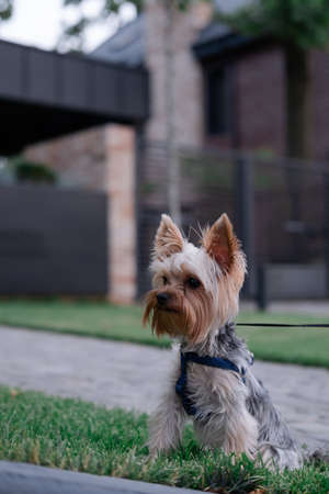 yorkshire terrier. purebred dog. brown dog puppy.の写真素材