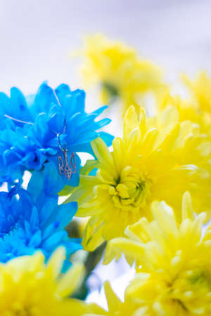 Ukrainian symbol trident on the background of blue and yellow chrysanthemums. War in Ukraine 2022. State coat of arms of Ukraine. Symbol of Ukraineの写真素材