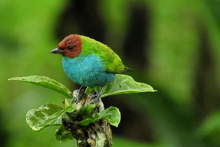 This is image of birdの写真素材