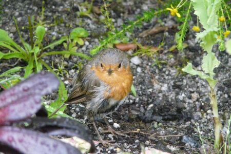 Robin at the Eden Projectの写真素材