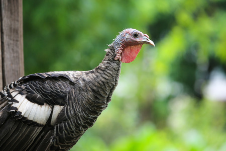 Turkey cock or Turkey bird with green backgroundの写真素材
