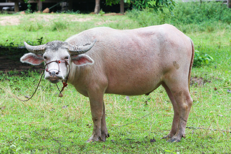 An albino water buffalo that was tied ropeの写真素材