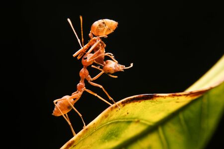 Ant lifting ant on leafの写真素材