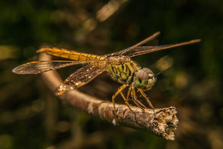 beautiful dragonfly resting on a branch in forestの写真素材
