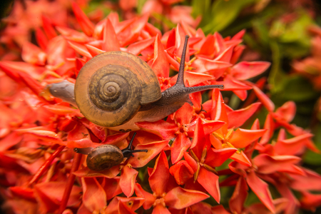 two snail slow move on red Rubiaceae flowerの写真素材