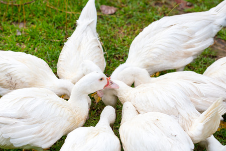 group of white duck look for food on grass filedの写真素材