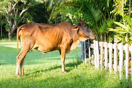 red cow on the lawnの写真素材