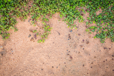 small plants in the sand backgroundの写真素材