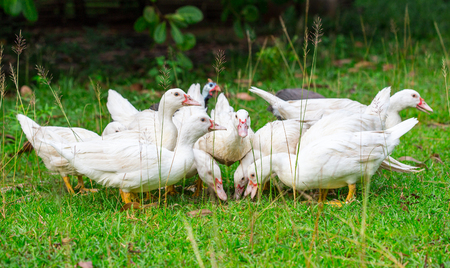 group of white duck look for food on grass filedの写真素材