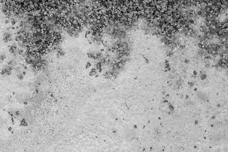 small plants in the sand background,black and whiteの写真素材