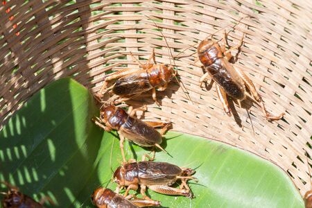 group of cricket in basketの写真素材