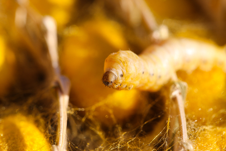 Silkworm spin a web for cocoonの写真素材