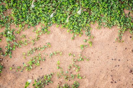 small plants in the sand backgroundの写真素材