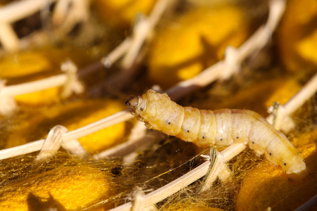 silkworm in yellow cocoon, , Life cycle of Silkworm.の写真素材