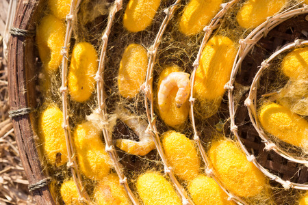 silkworm in yellow cocoon, , Life cycle of Silkworm.の写真素材