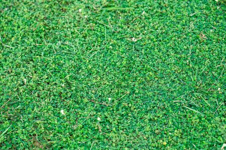 summer background,green