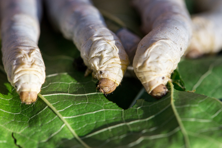 Close up Silkworm eating mulberry green leafの写真素材