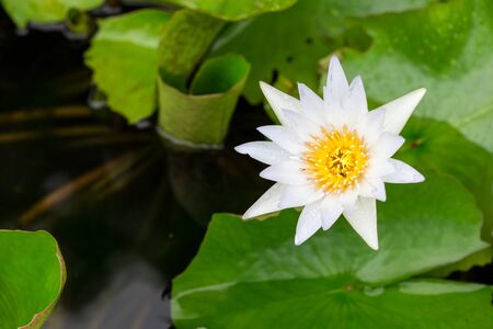white lotus blossoms or water lily flowers blooming on pondの写真素材