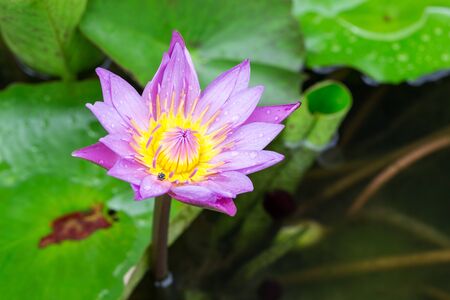 Pink lotus blossoms or water lily flowers blooming on pondの写真素材